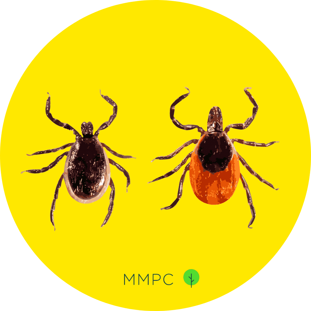 Eastern Blacklegged Tick