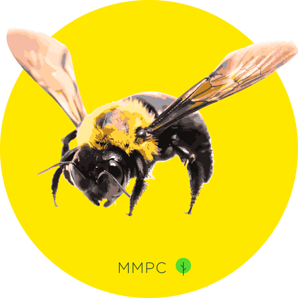 Eastern Carpenter Bee
