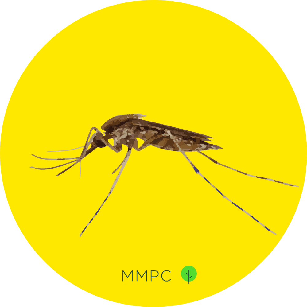 Eastern Saltmarsh Mosquito