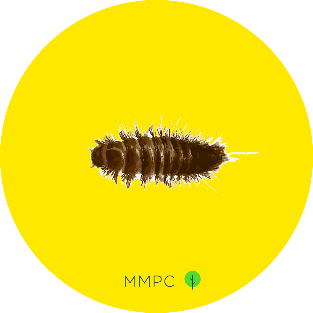 Furniture Carpet Beetle Larva
