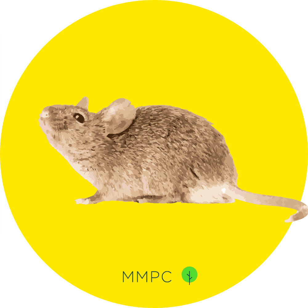 House Mouse