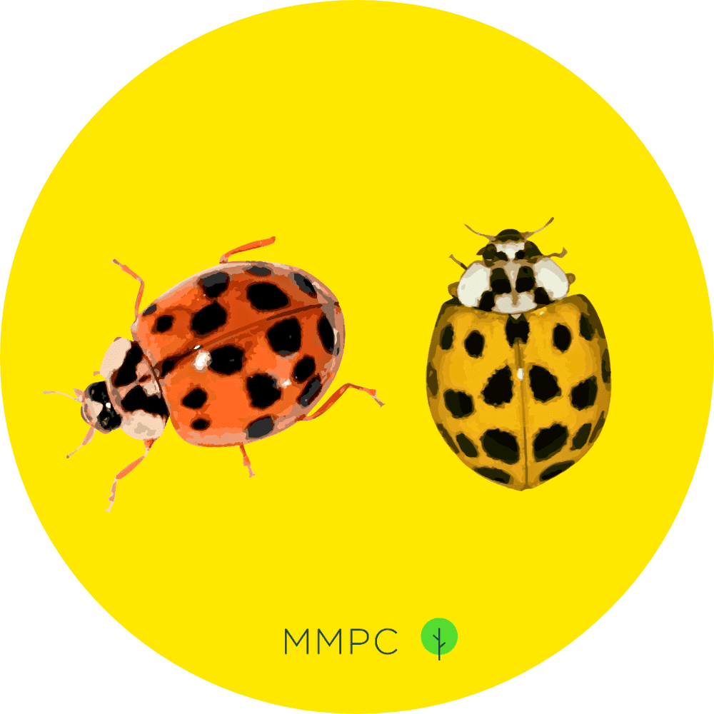 What Are Asian Lady Beetles & How to Get Rid of Them MMPC