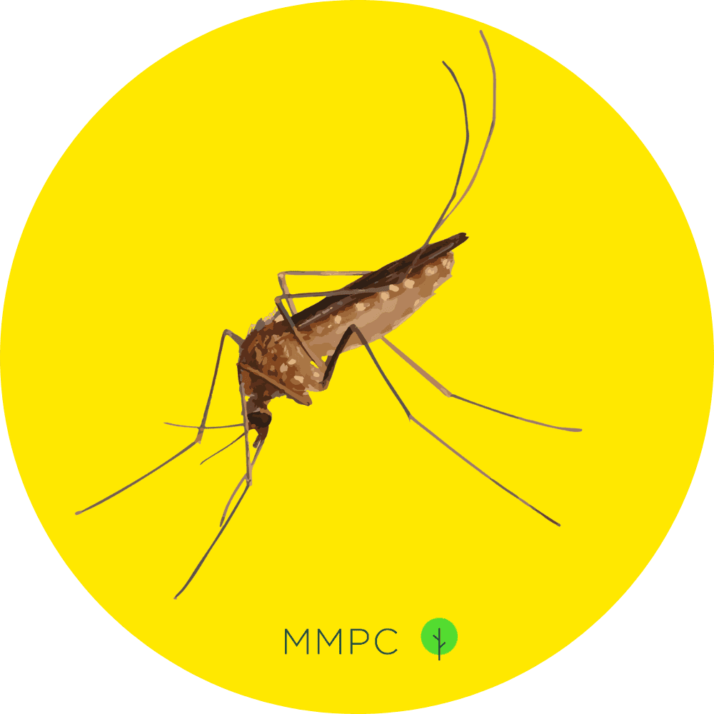 Northern House Mosquito