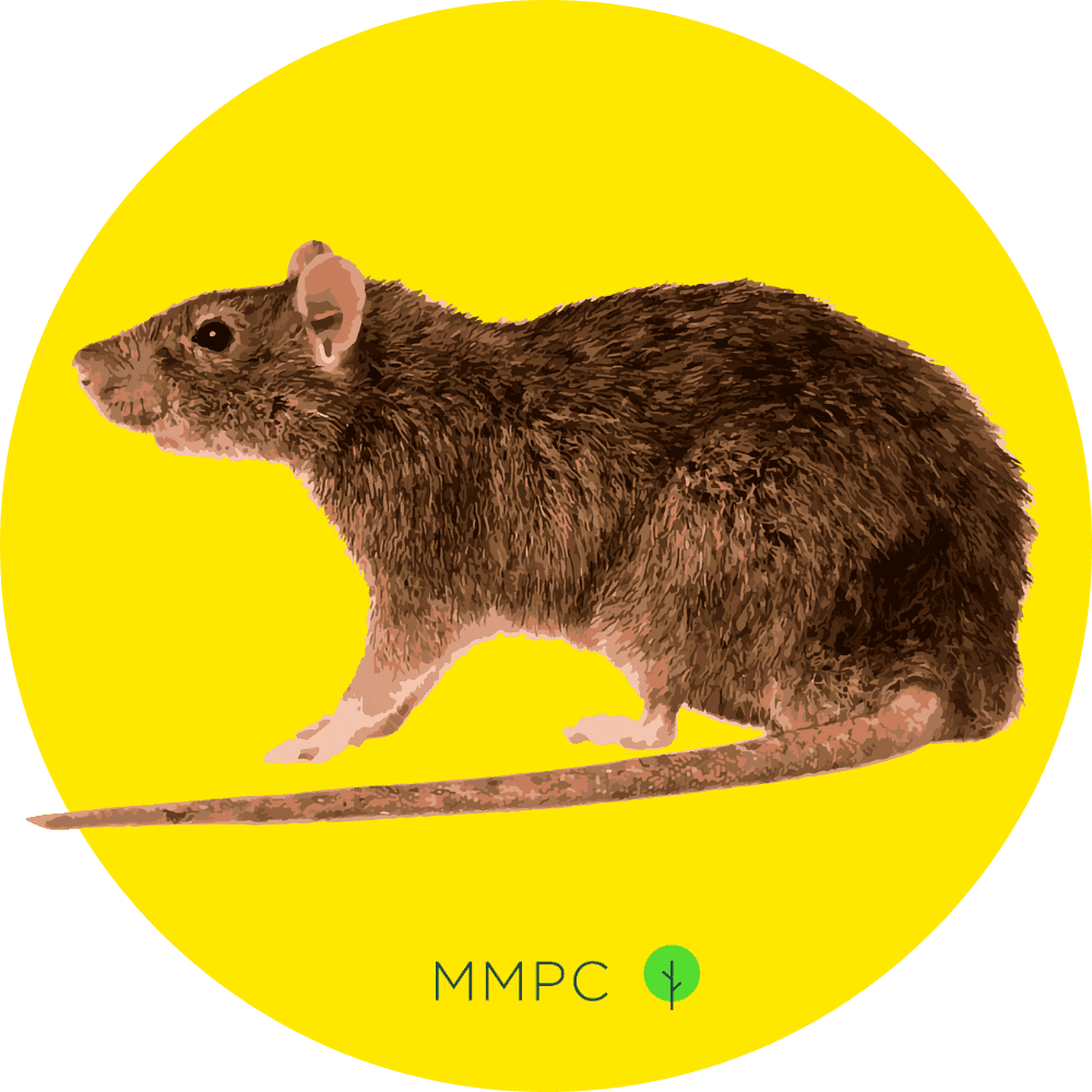 Norway Rat