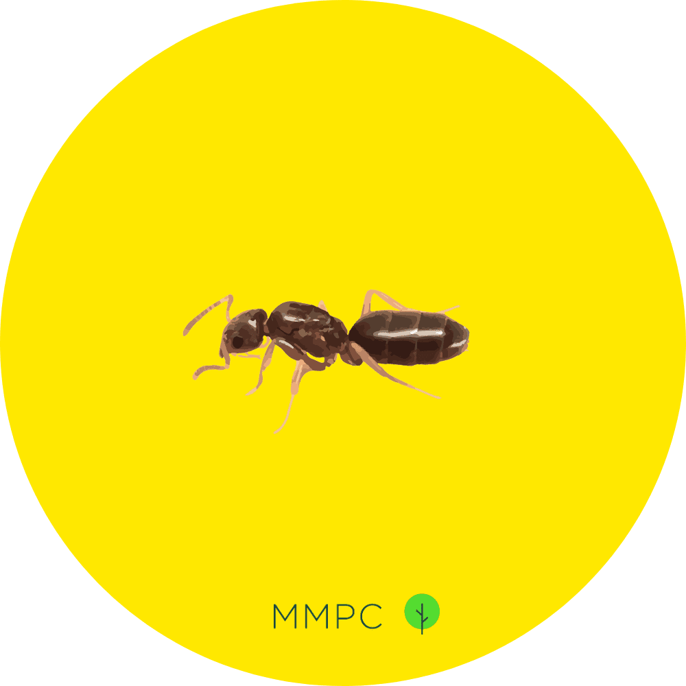 Odorous House Ant