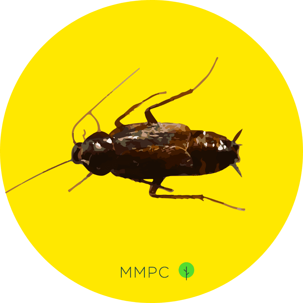Oriental Cockroach