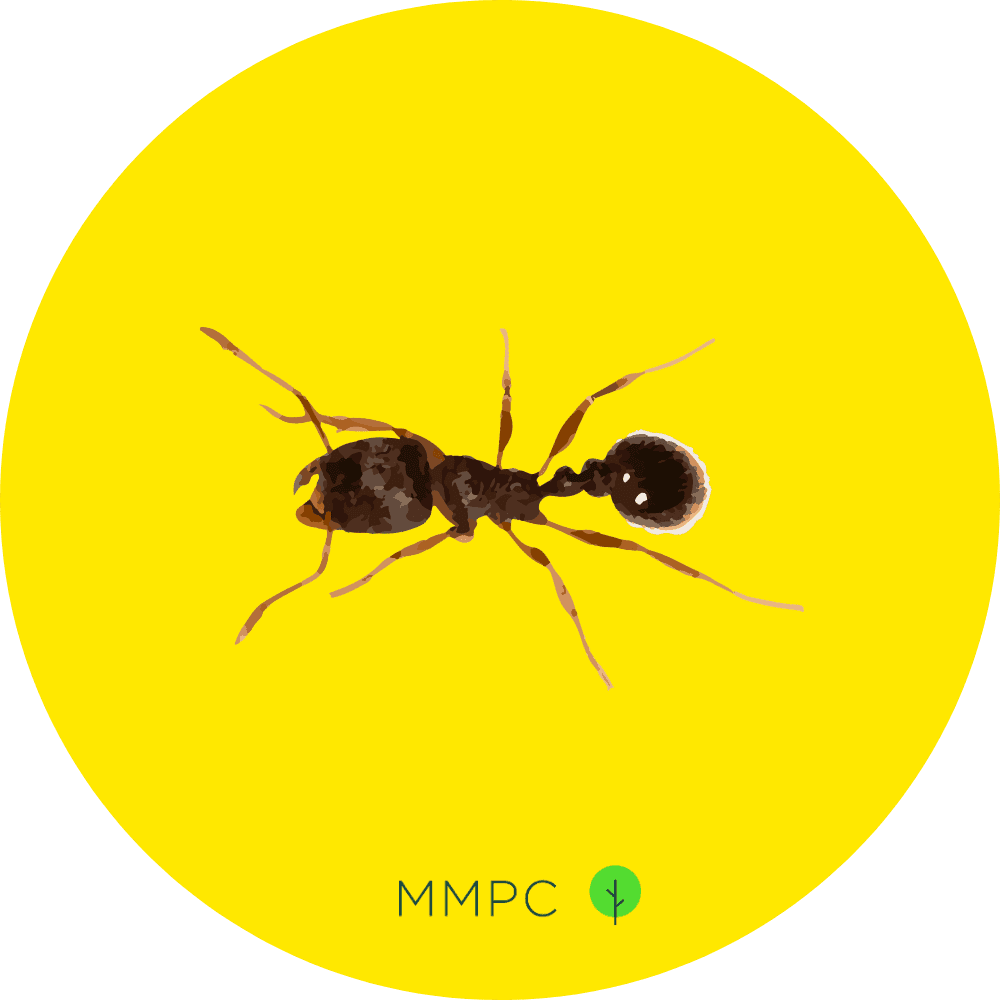 Pavement Ant