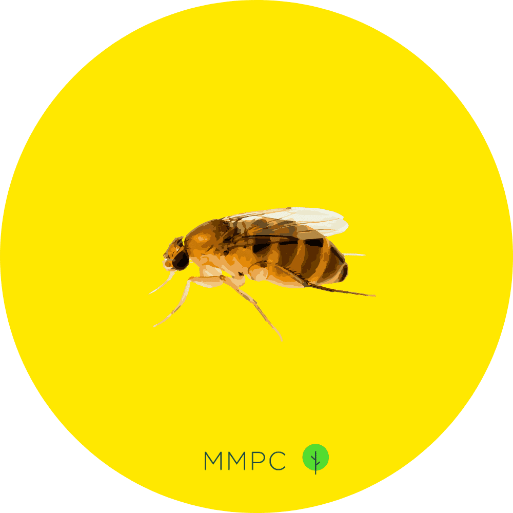 Phorid Fly
