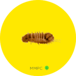 Varied Carpet Beetle Larva