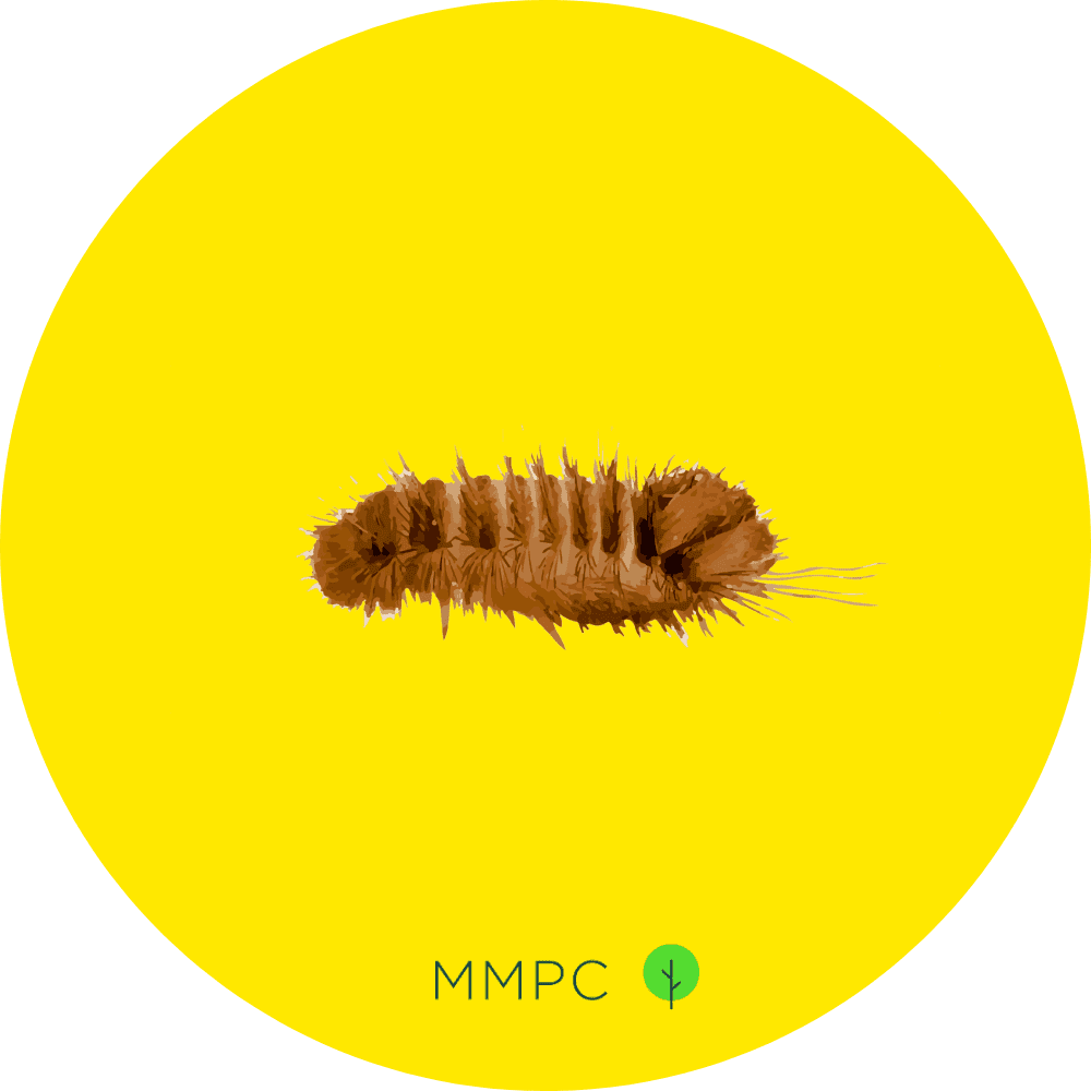 Varied Carpet Beetle Larva