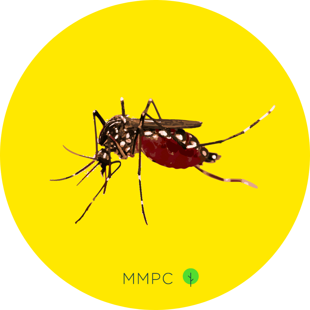 Yellow Fever Mosquito