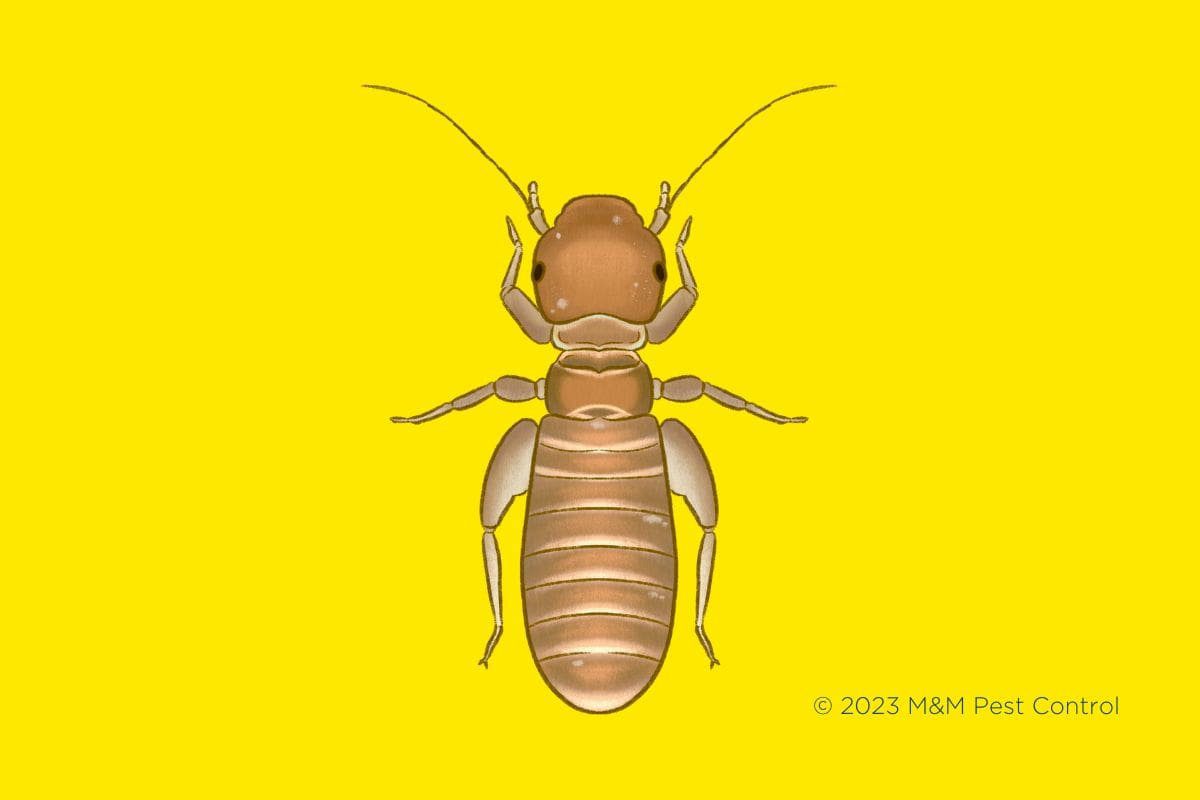 What Are Booklice & How to Get Rid of Them MMPC