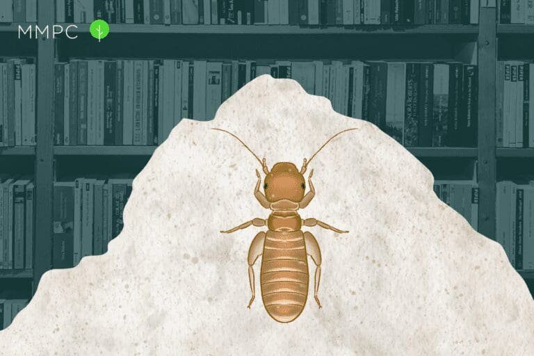 What Are Booklice & How to Get Rid of Them MMPC