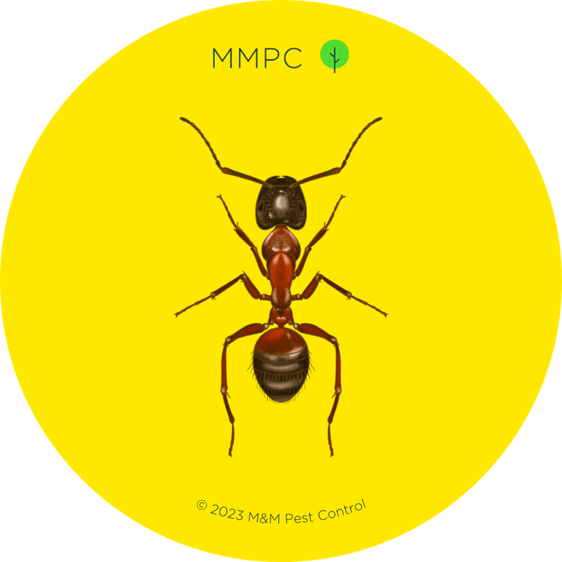 Red Carpenter Ant