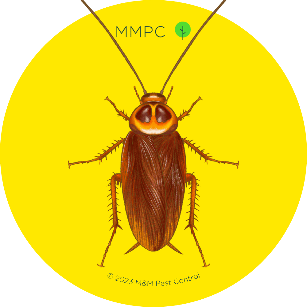 Cockroach Identification & Control - MMPC Pest Library