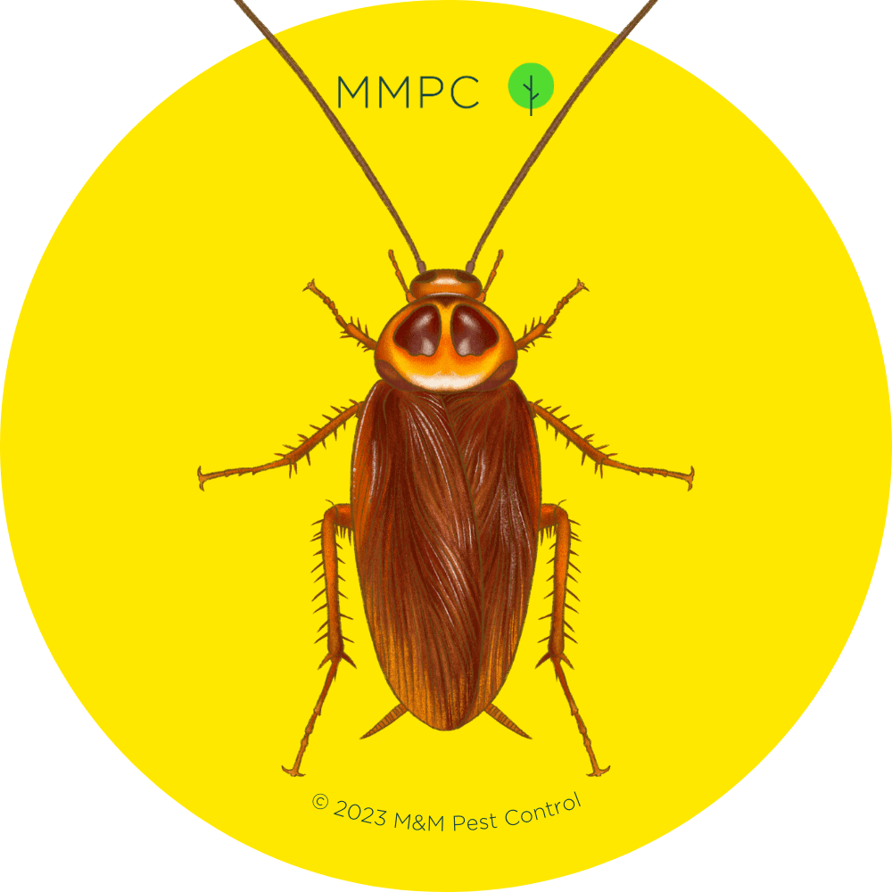 Best Cockroach Killer UK: 2024's Top Solutions for a Roach-Free Home - Shopy