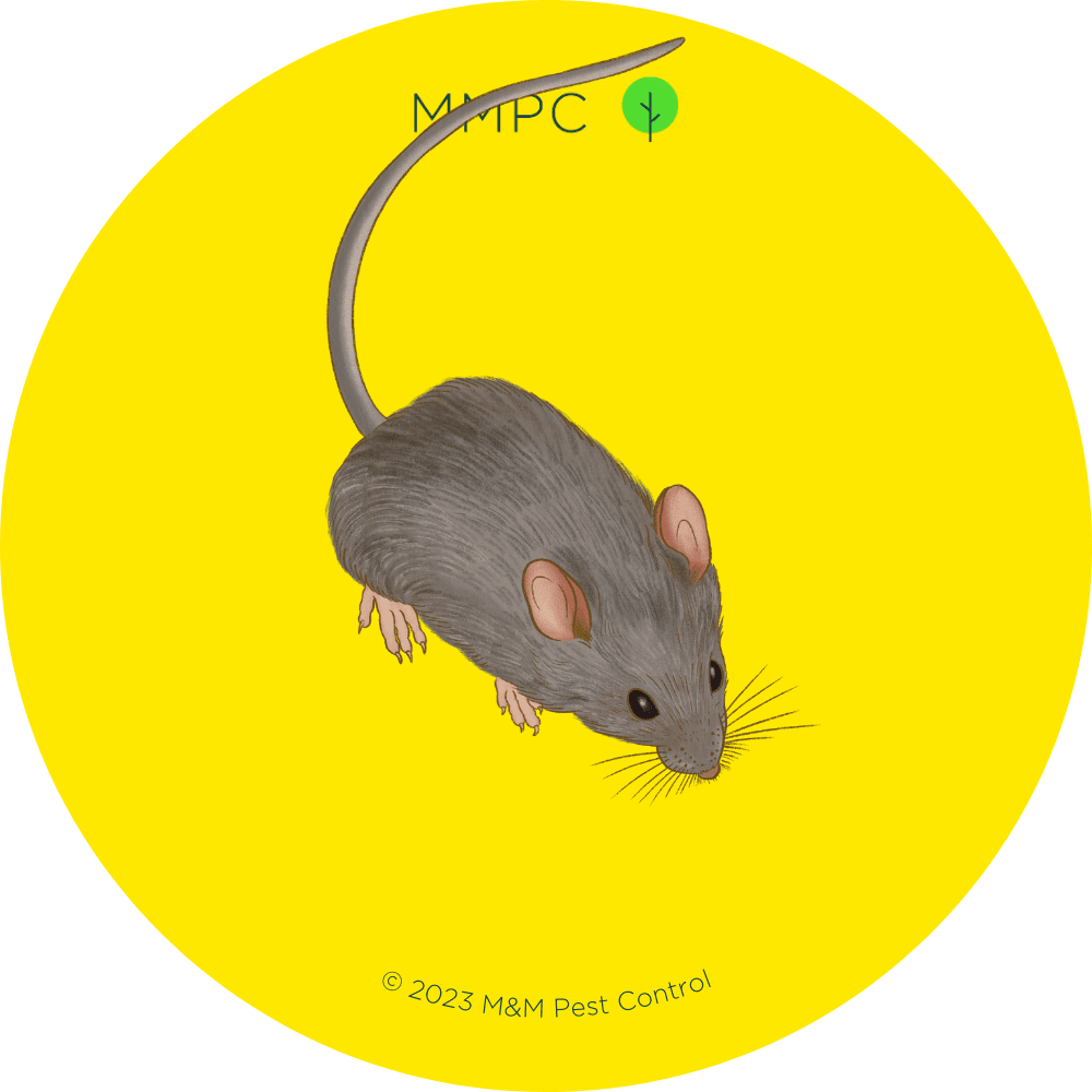 Keep Rats And Mice Away From Your NYC Home With Effective Pest Control -  BioTech Termite & Pest Control