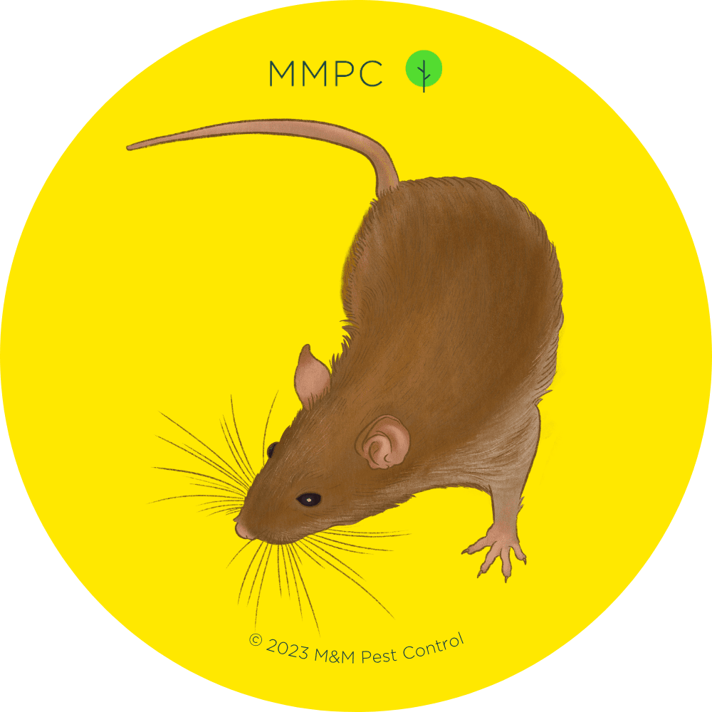 Mice & Rats - Humane Wildlife Control Inc