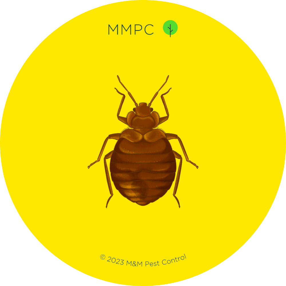 How To Identify Small Bugs In Your Bed Or Bedroom Pest Guide Mmpc 5740