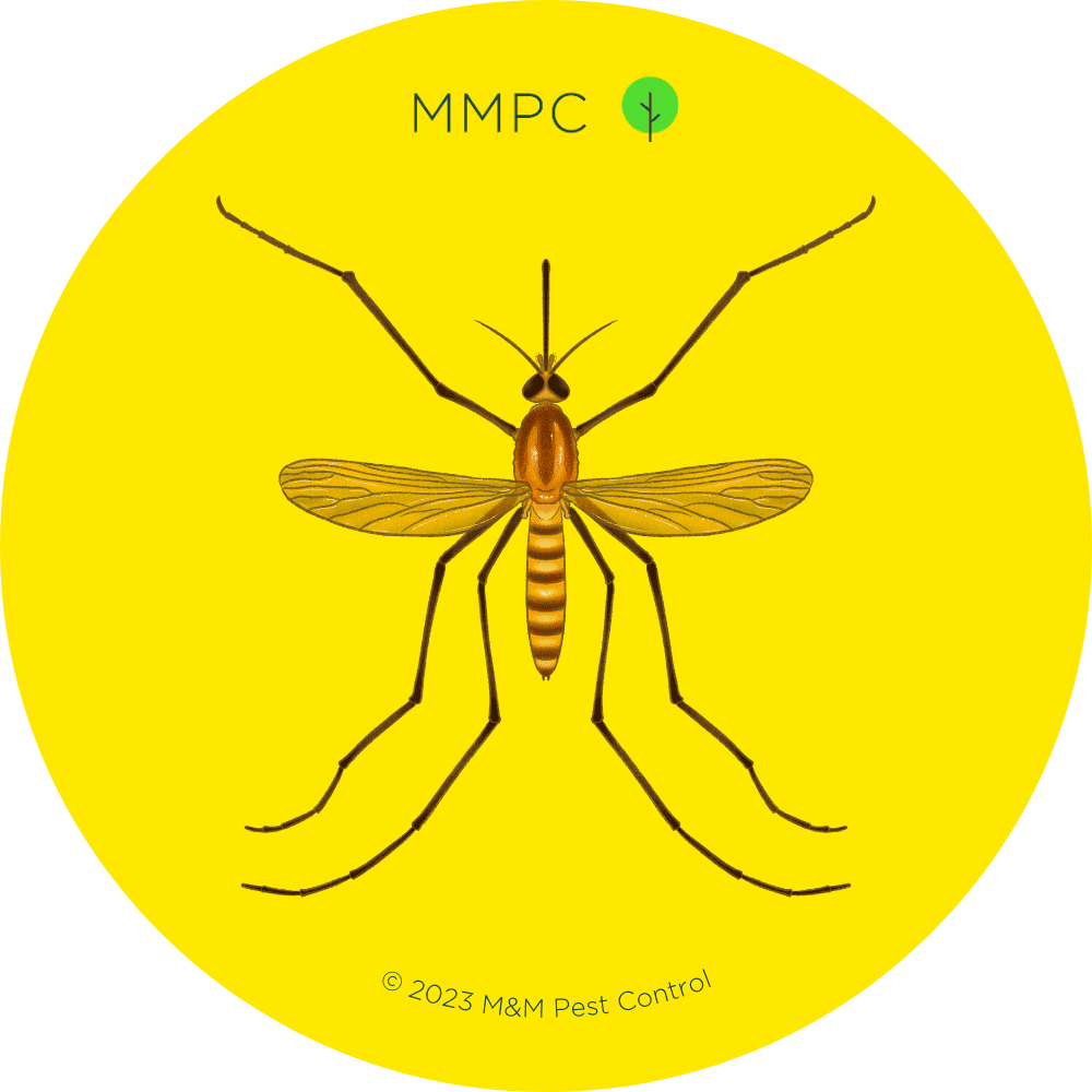 Northern House Mosquito