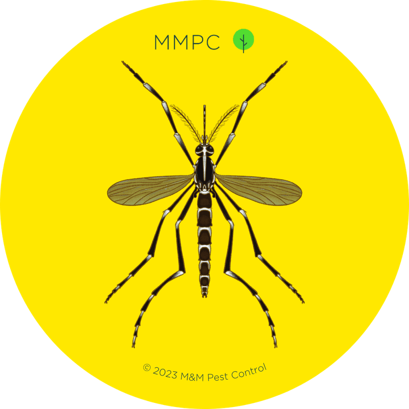 Asian Tiger Mosquito