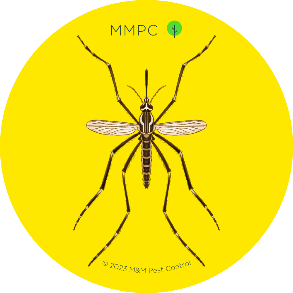 Yellow Fever Mosquito