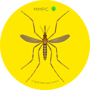 Eastern Saltmarsh Mosquito