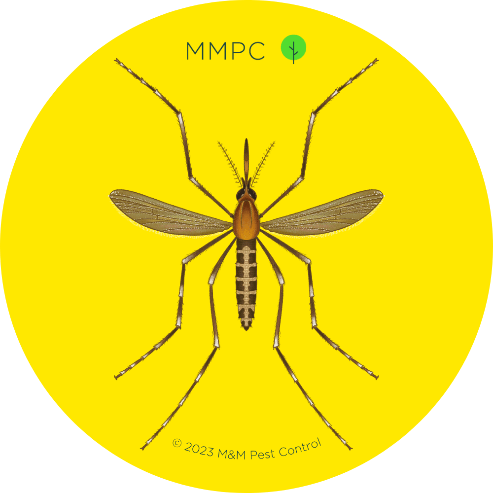 Eastern Saltmarsh Mosquito