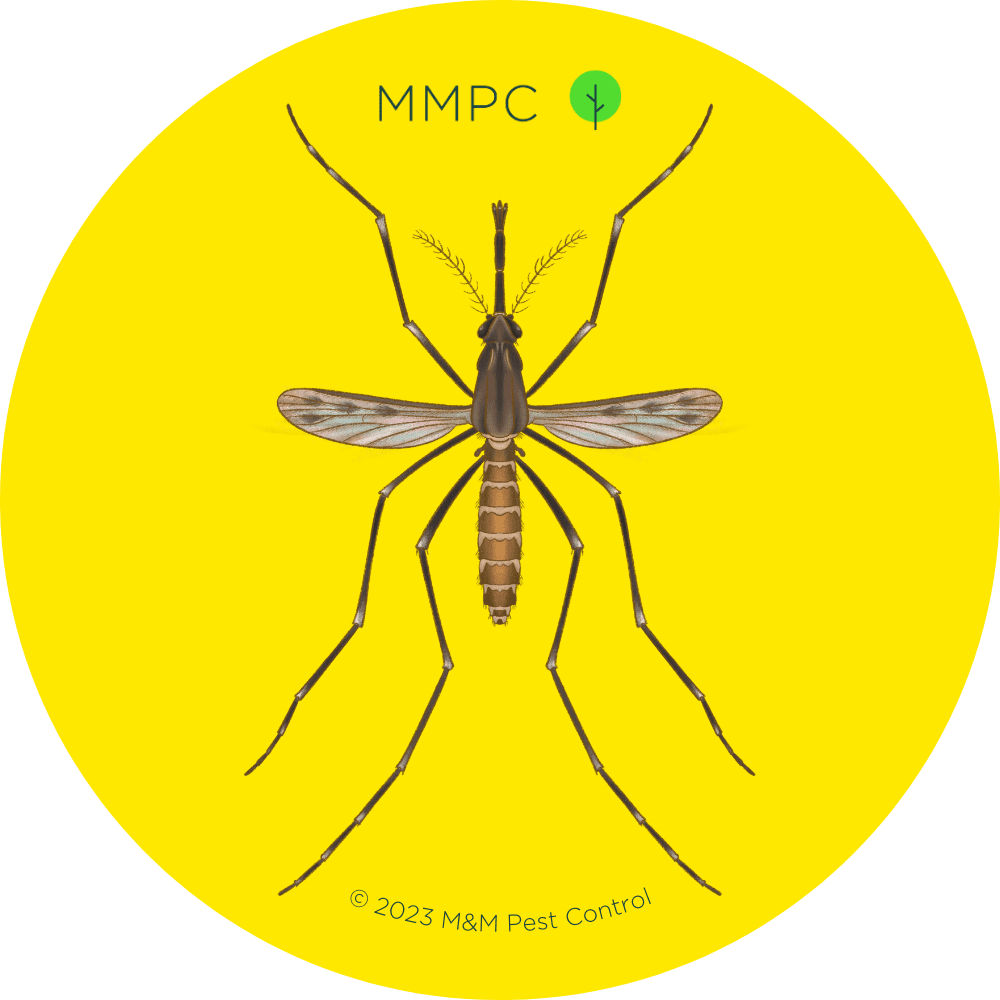 Common Malaria Mosquito