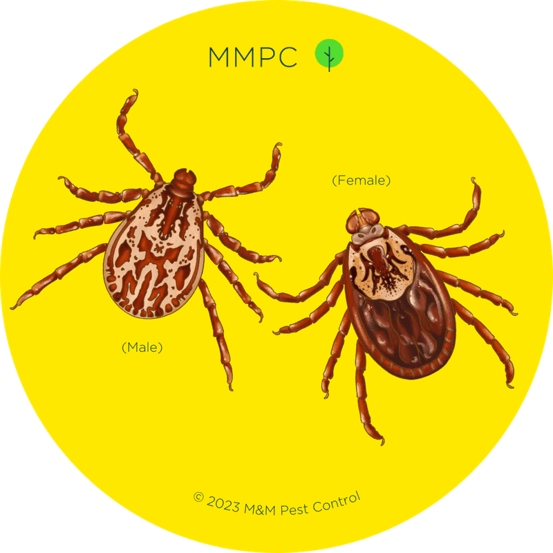 How to Identify Ticks - MMPC