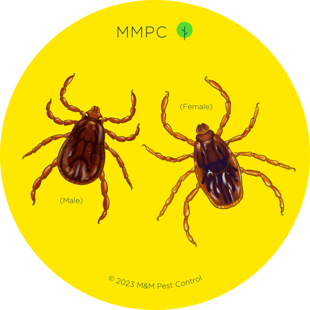 Brown Dog Tick