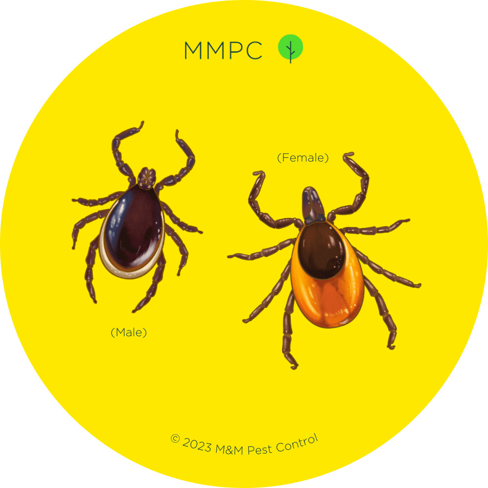 How to Identify Ticks - MMPC