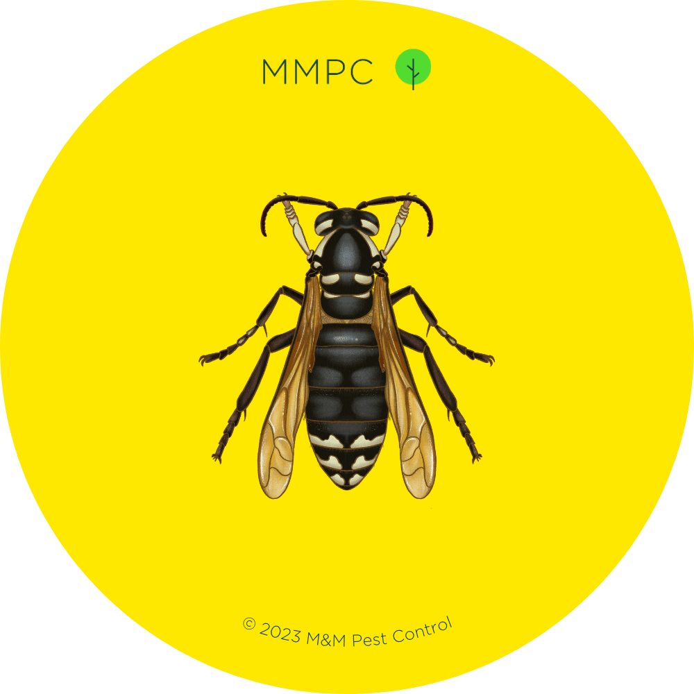 Identify and Control Wasps