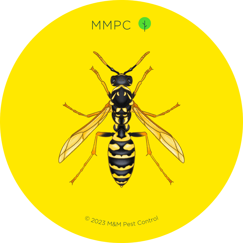 Wasps - MMPC