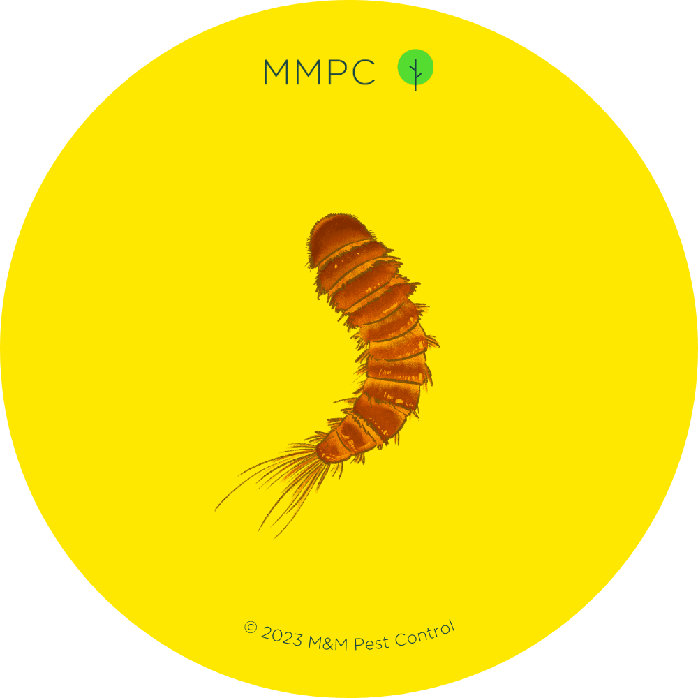 Black Carpet Beetle Larva