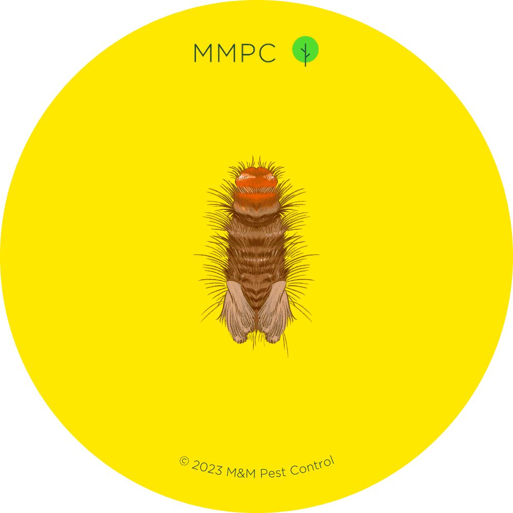 Varied Carpet Beetle Kit (IL-110) — Insects Limited