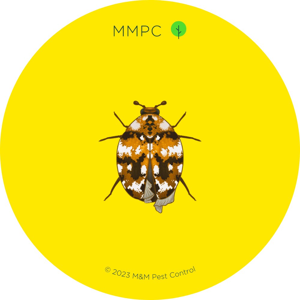 Carpet Beetles  Miche Pest Control