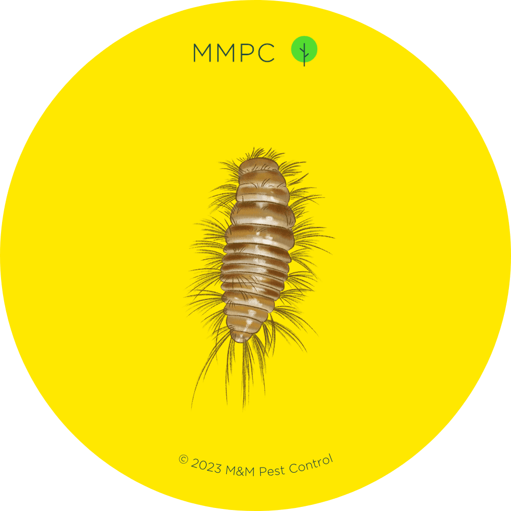 Carpet Beetles MMPC