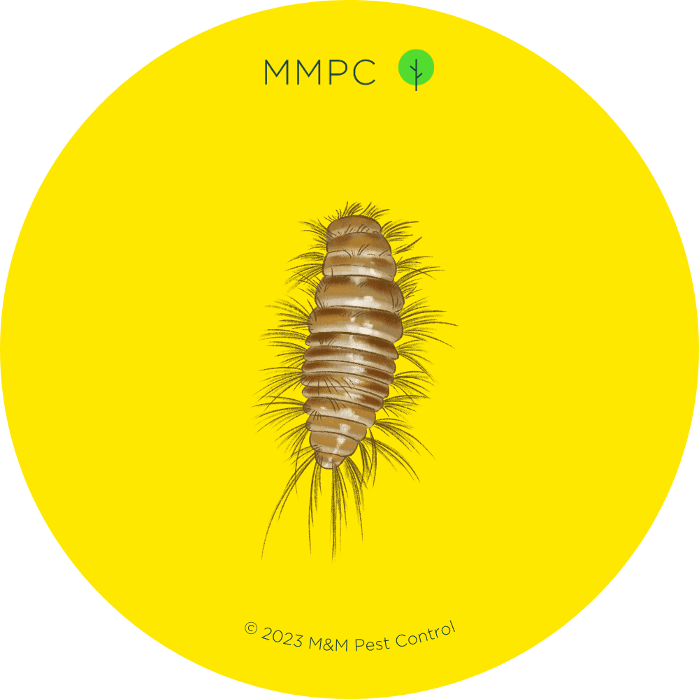 Furniture Carpet Beetle Larva