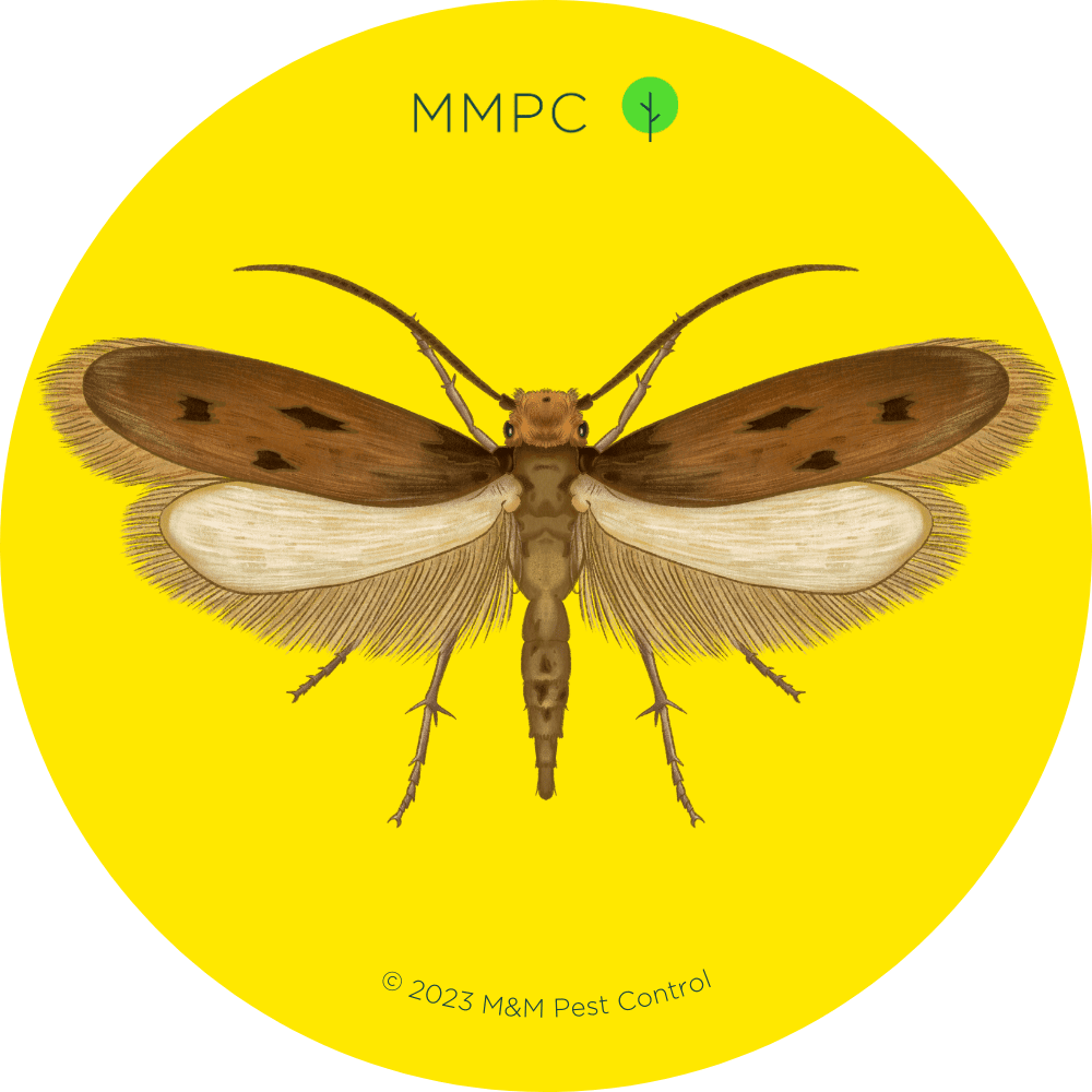Case-Bearing Clothes Moth
