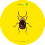 Shiny Spider Beetle