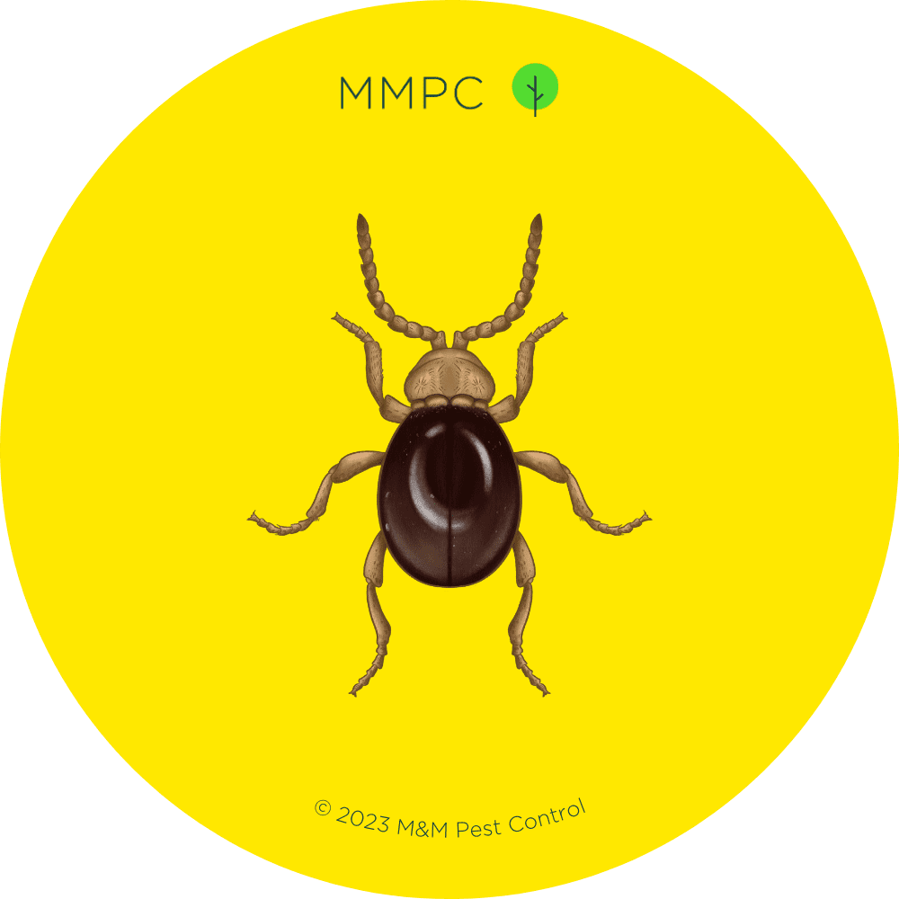 American Spider Beetle