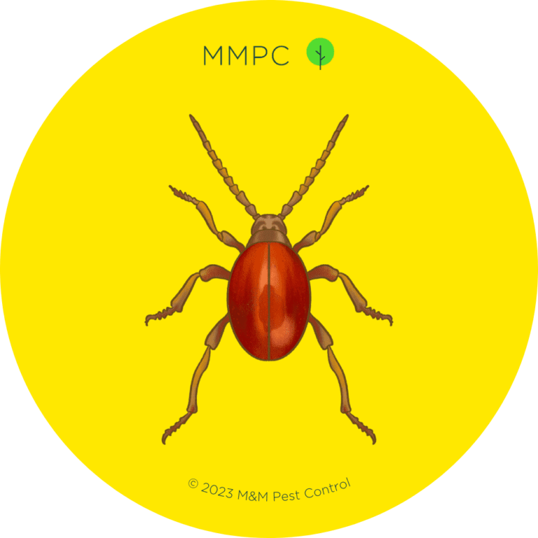 how-to-identify-small-bugs-in-your-bed-or-bedroom-pest-guide-mmpc