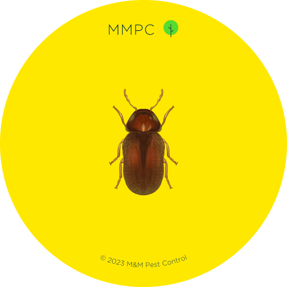 Drugstore Beetle