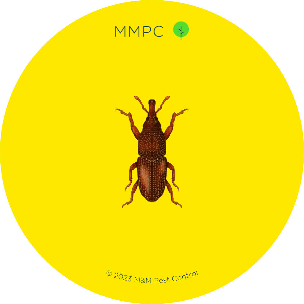 Rice Weevil