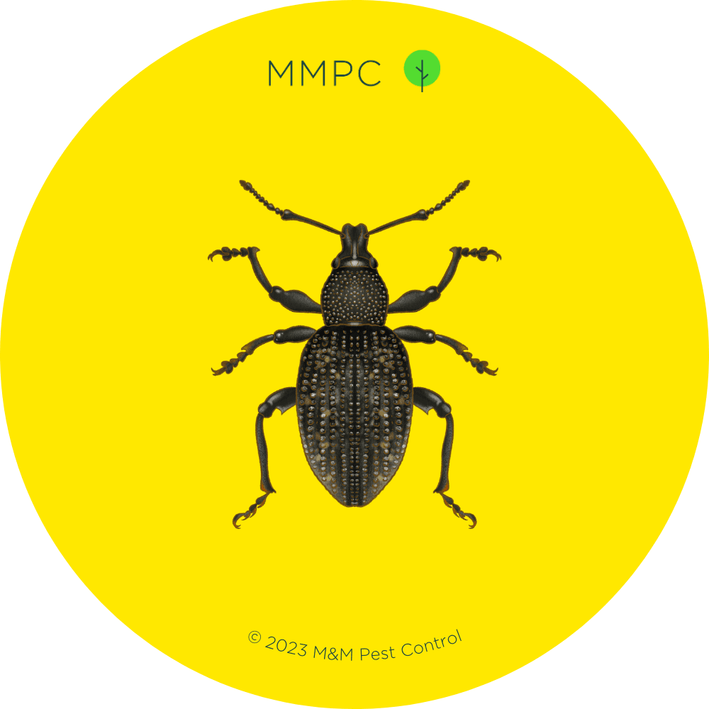 Black Vine Weevil