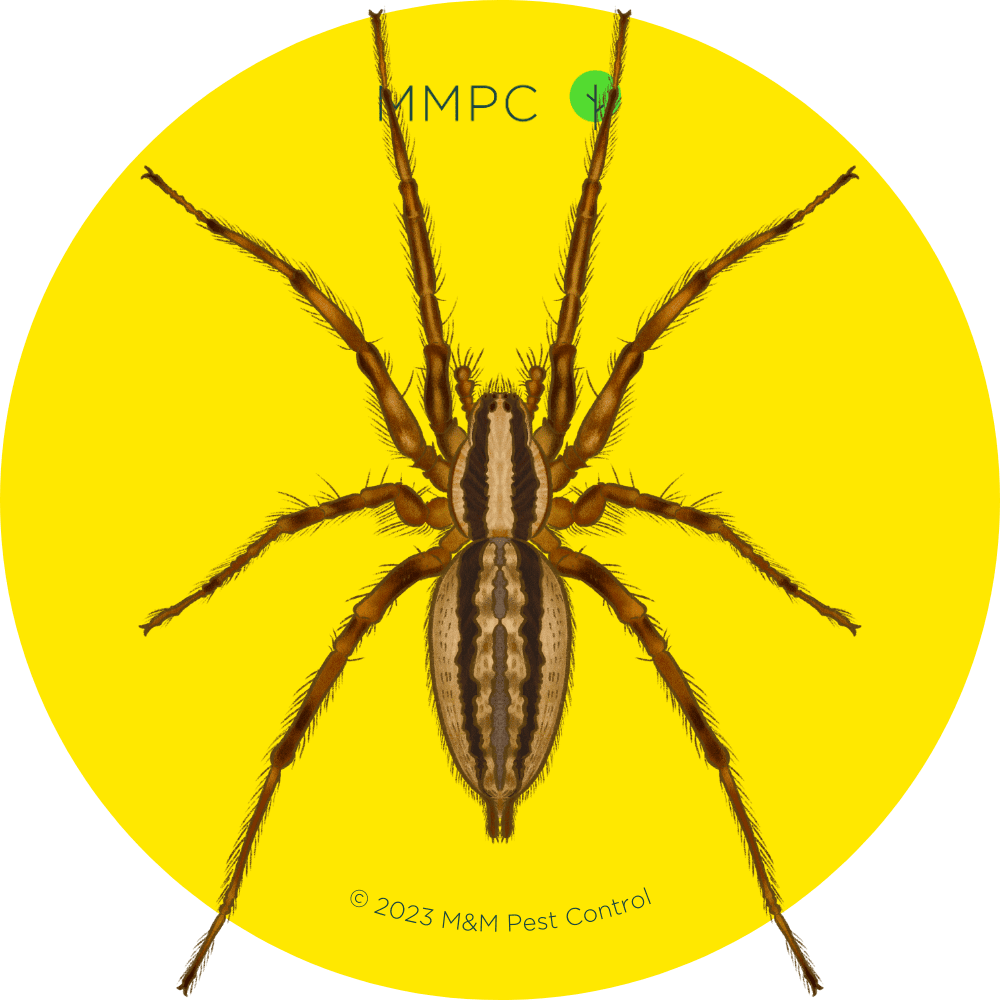 Grass Spider