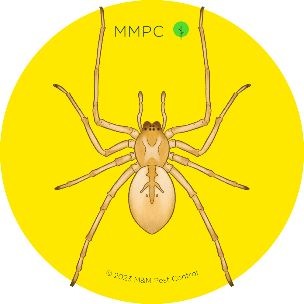 Yellow Sac Spider