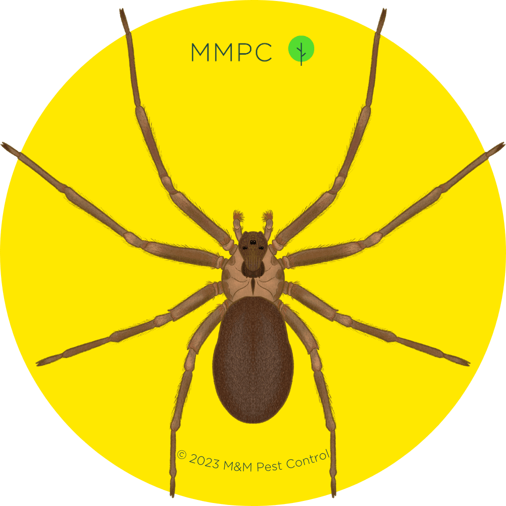 Brown Recluse