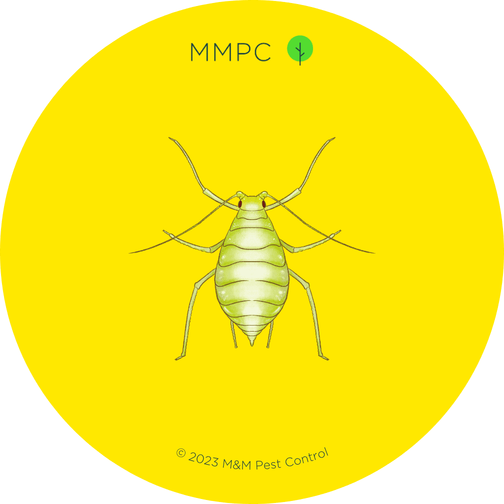 Aphid